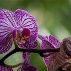 Orchidee 4