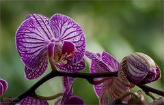 Orchidee 4