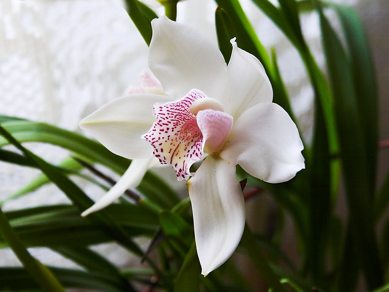 orchidee 4