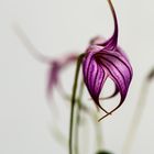 Orchidee 4