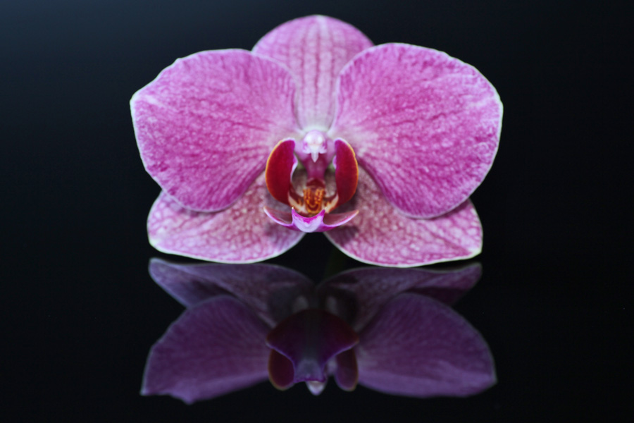 Orchidee 4