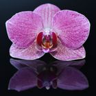 Orchidee 4