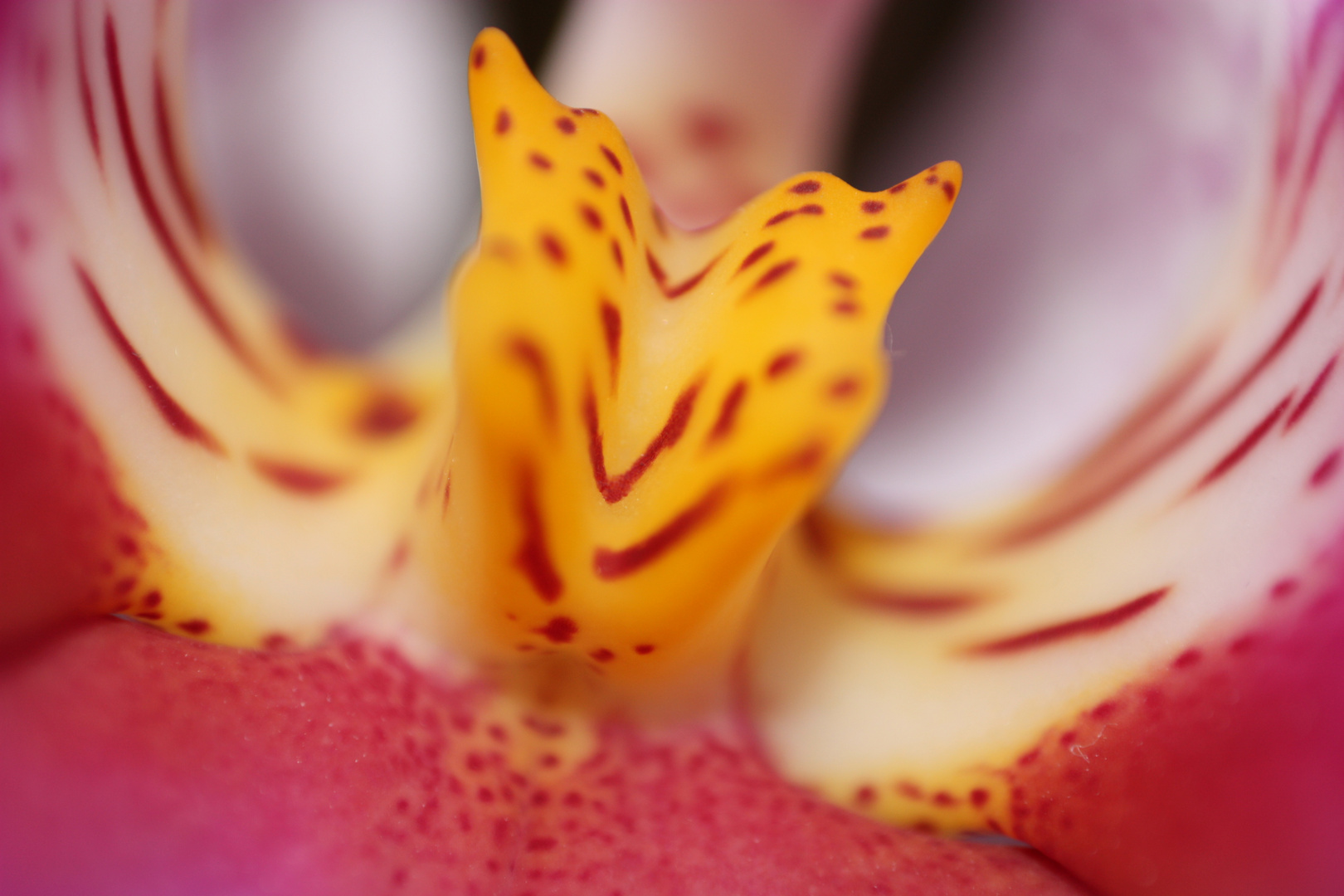 Orchidee 4