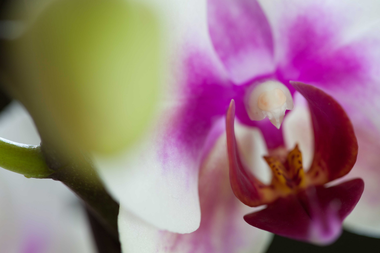 Orchidee 4