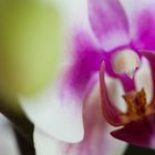 Orchidee 4