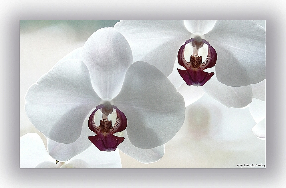 Orchidee (4)