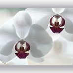 Orchidee (4)