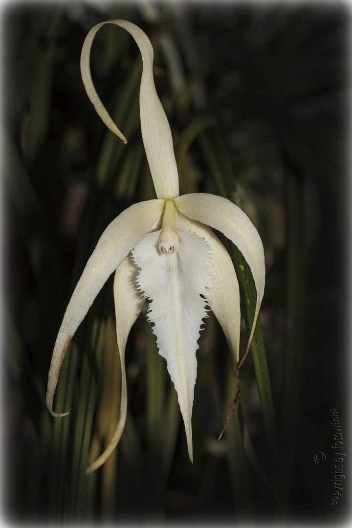 Orchidee 4........