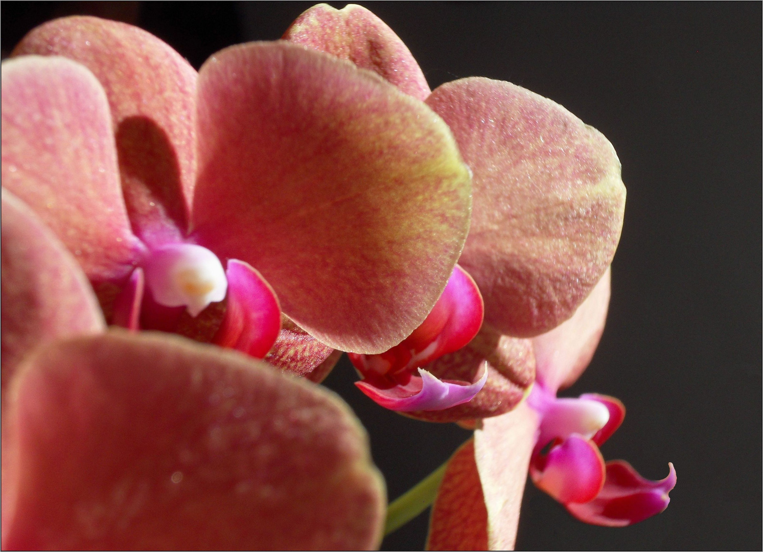 Orchidee 4