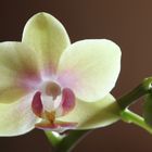 Orchidee (4)