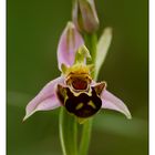 orchidée 4