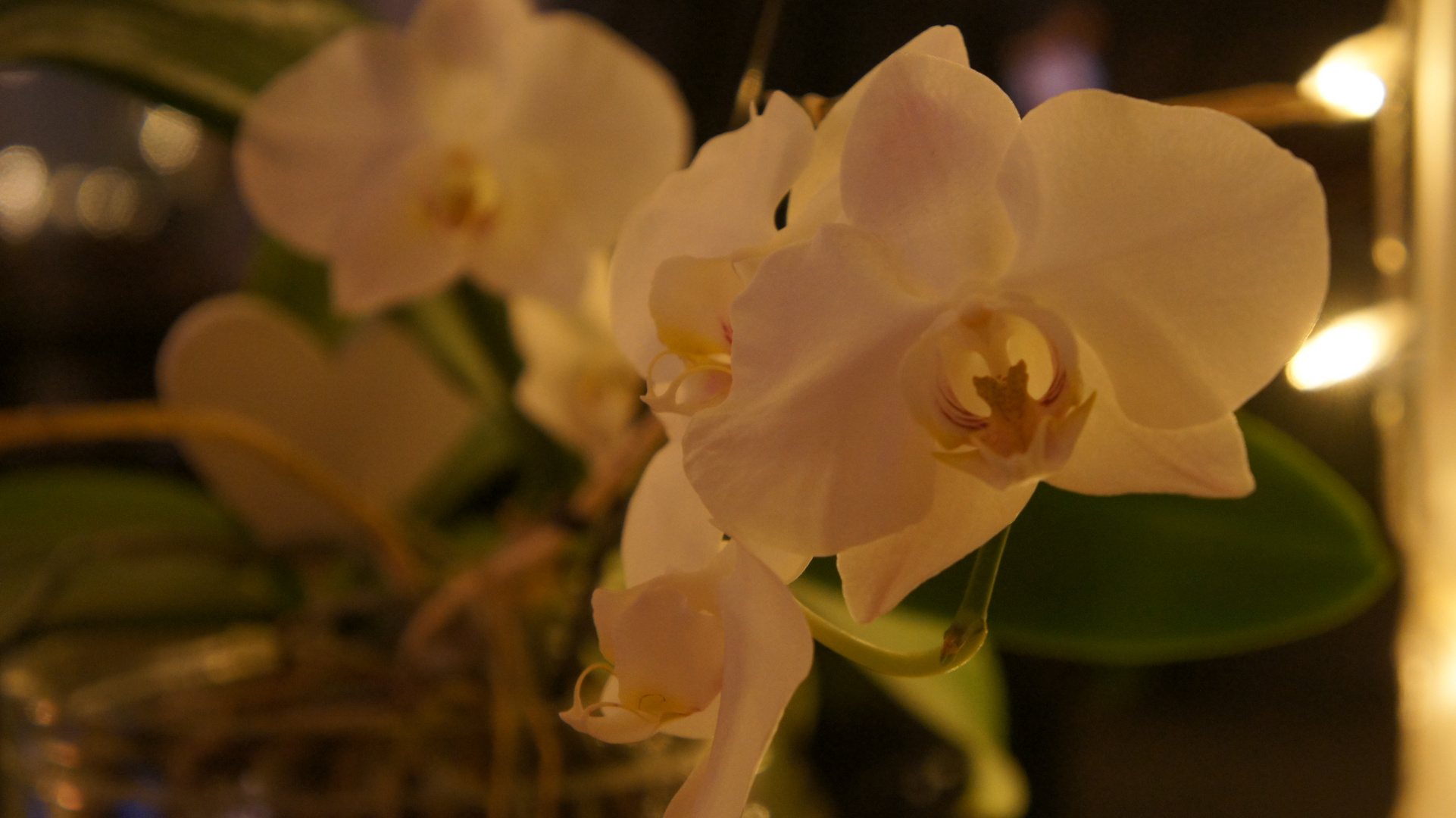 Orchidee 4