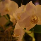 Orchidee 4