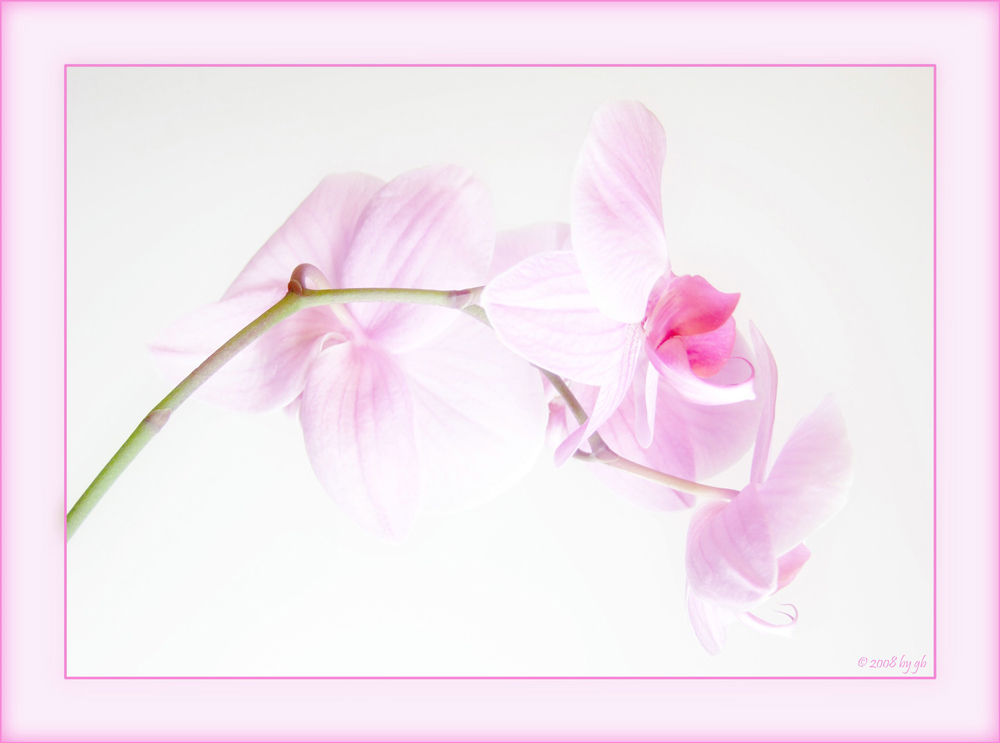 Orchidee *4