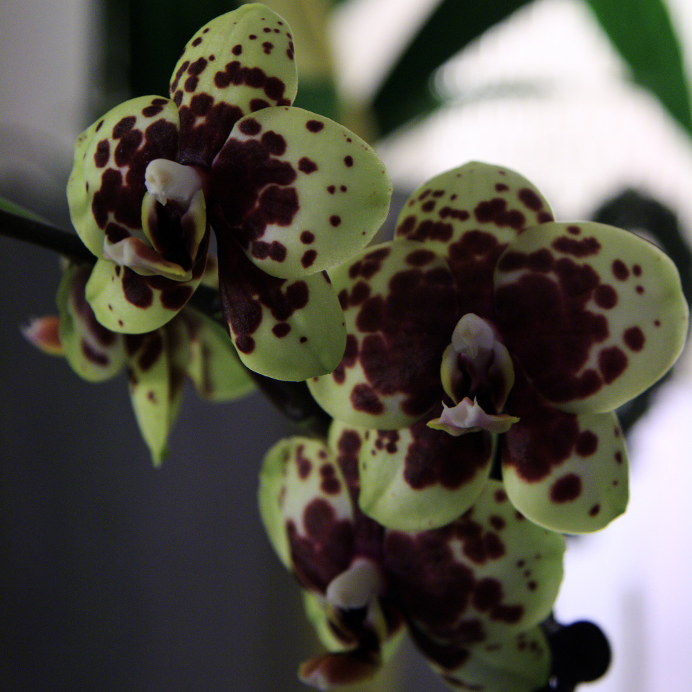 Orchidee 4