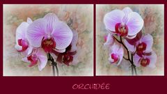 orchidée