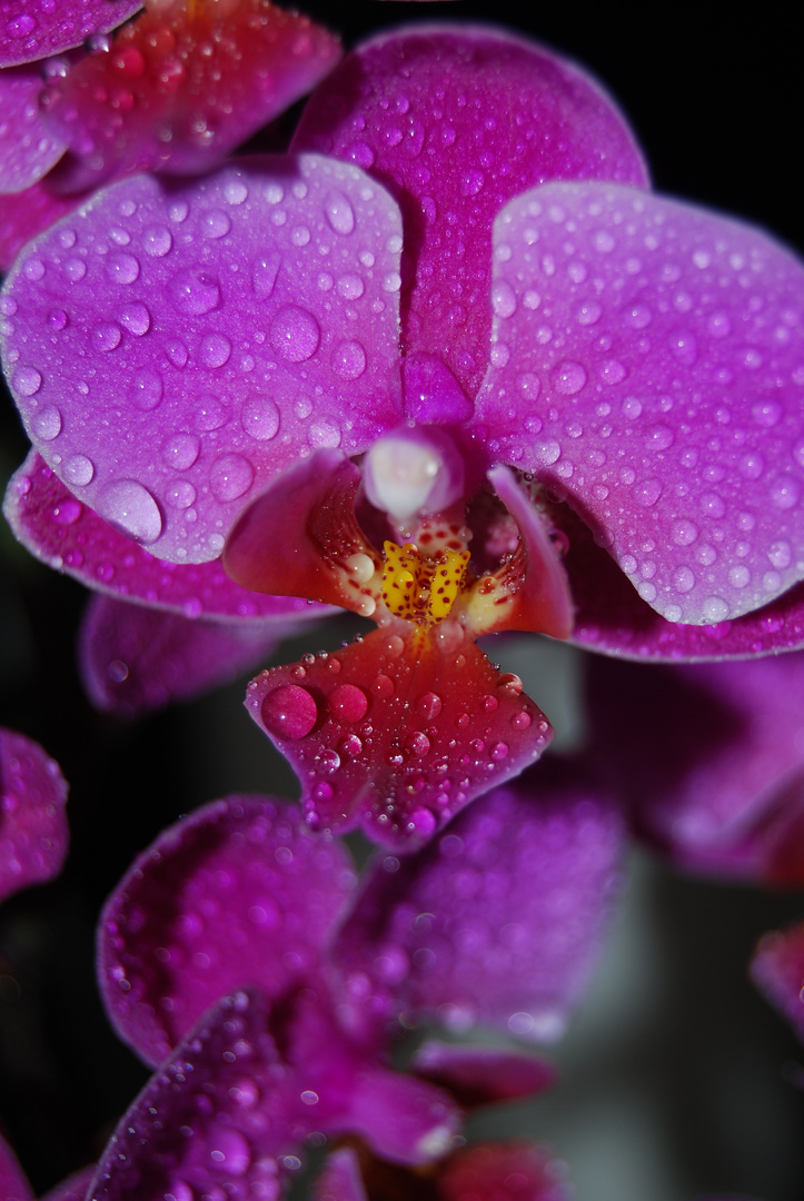 Orchidee