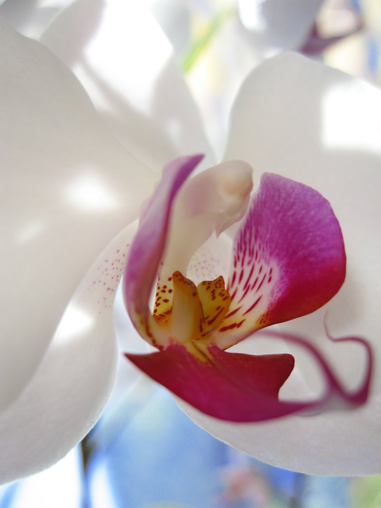 Orchidee