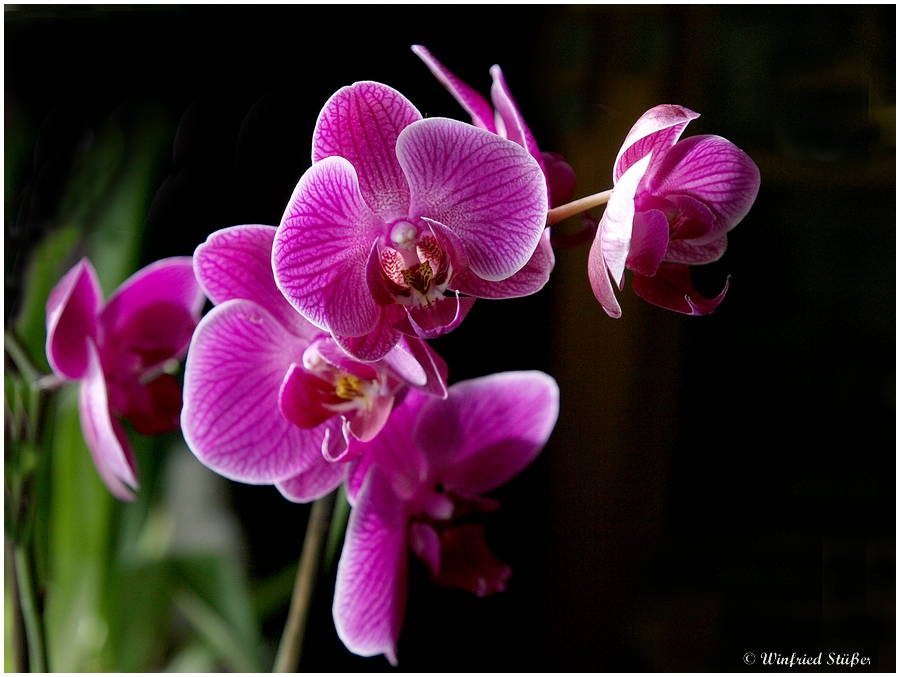 Orchidee