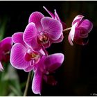 Orchidee