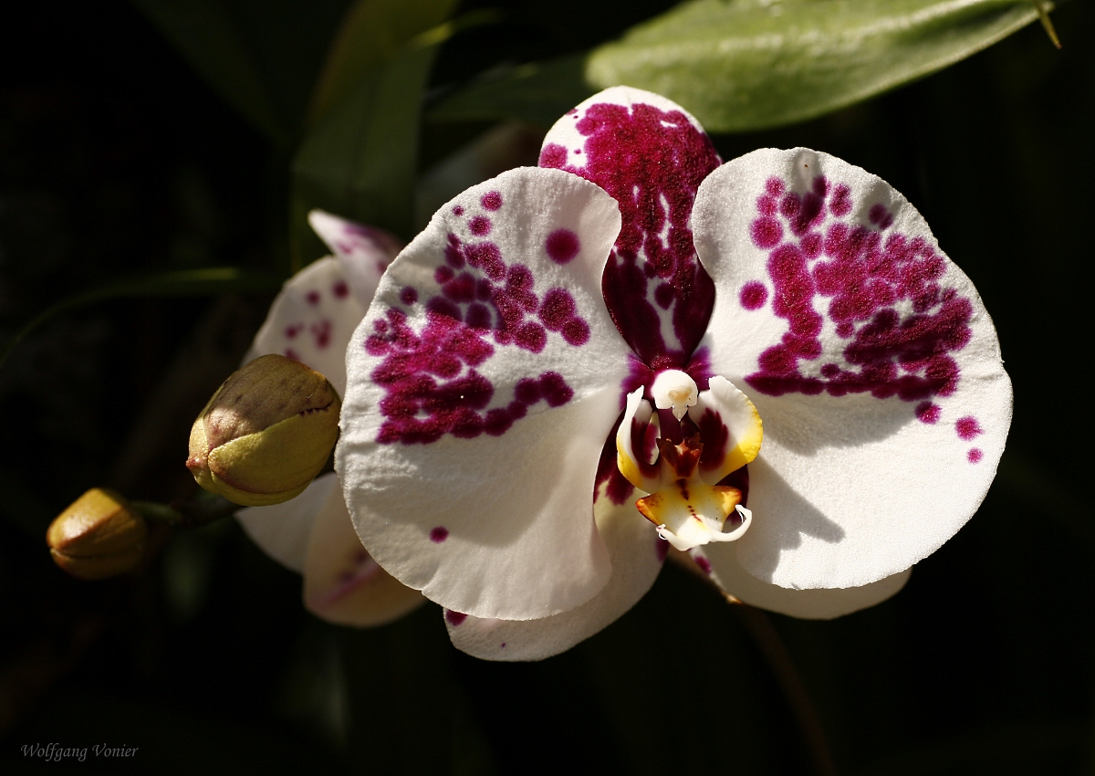 Orchidee