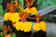 Orchidee-42