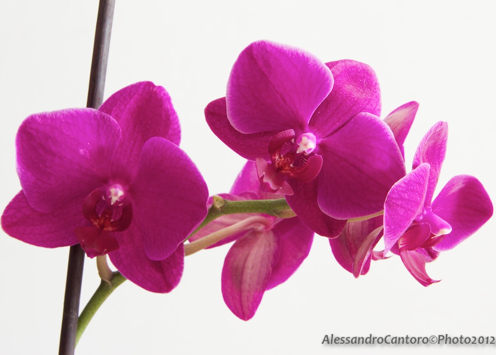 orchidee