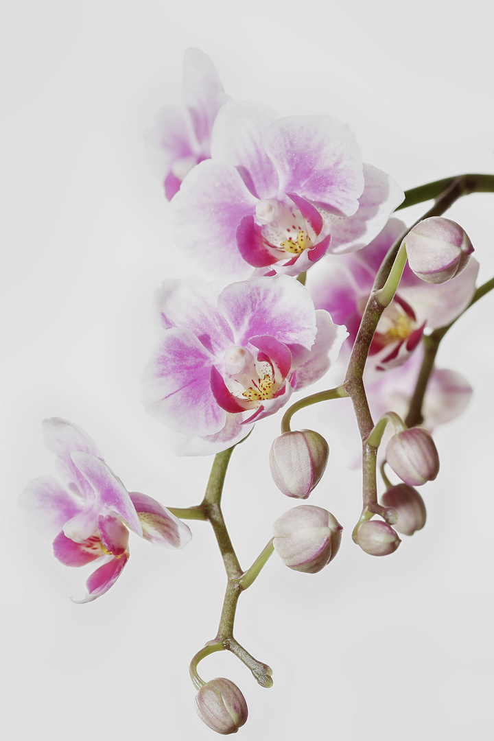 ...Orchidee...