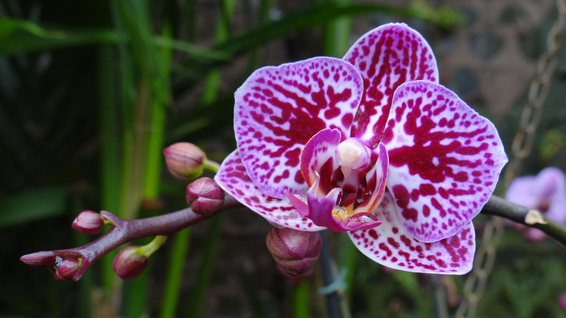 Orchidee