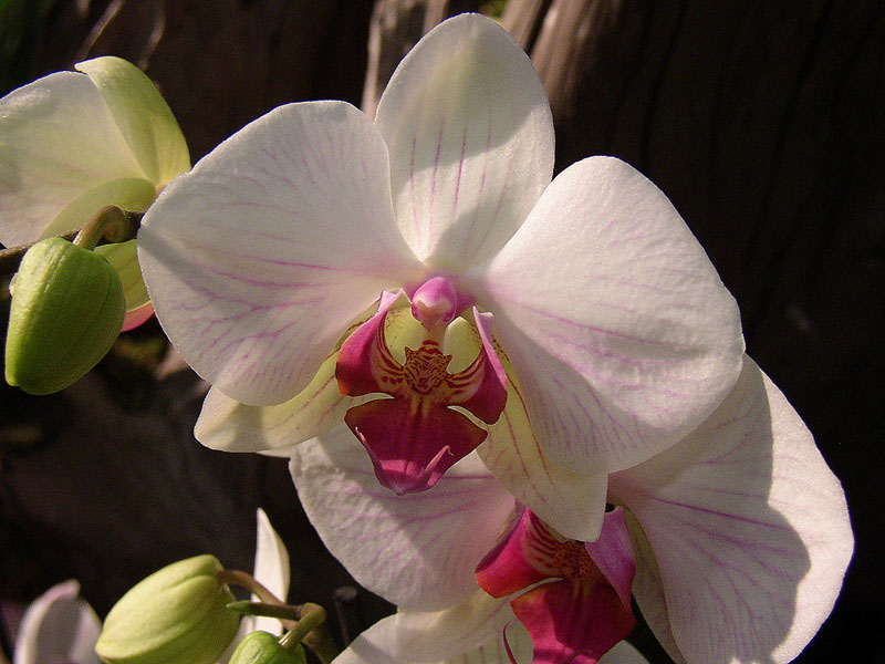 Orchidee