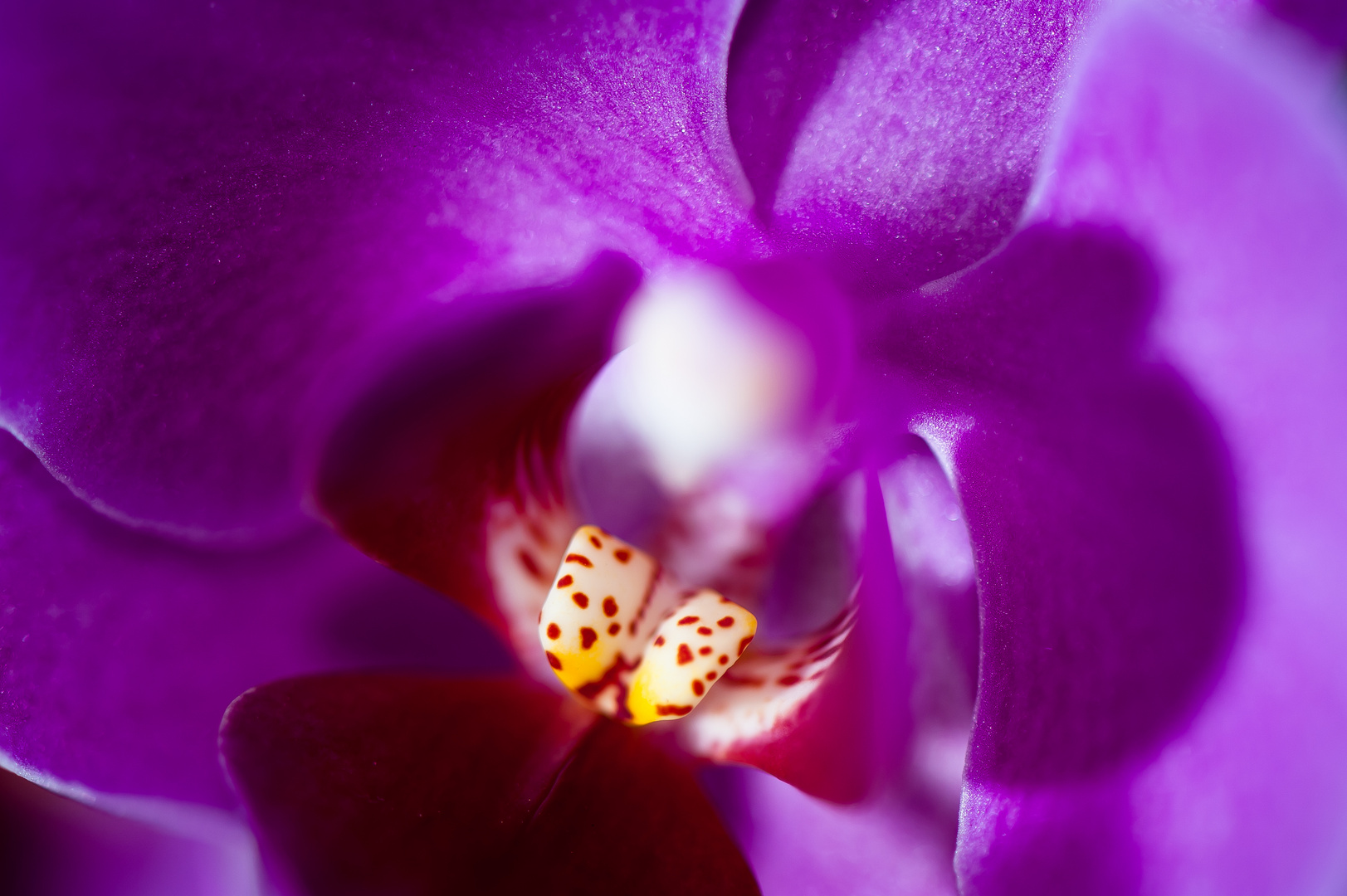 Orchidee