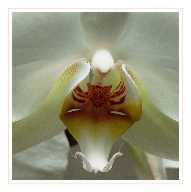 ..Orchidee 44