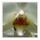 ..Orchidee 44