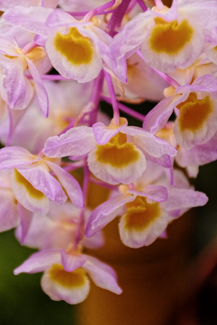 Orchidee