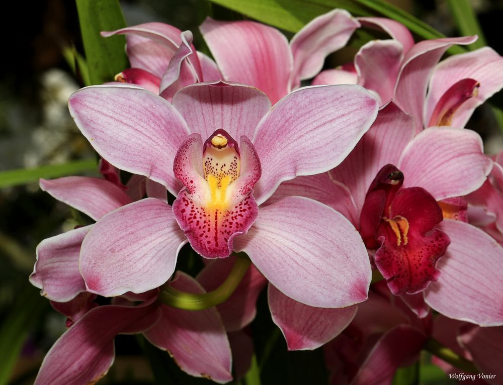 Orchidee