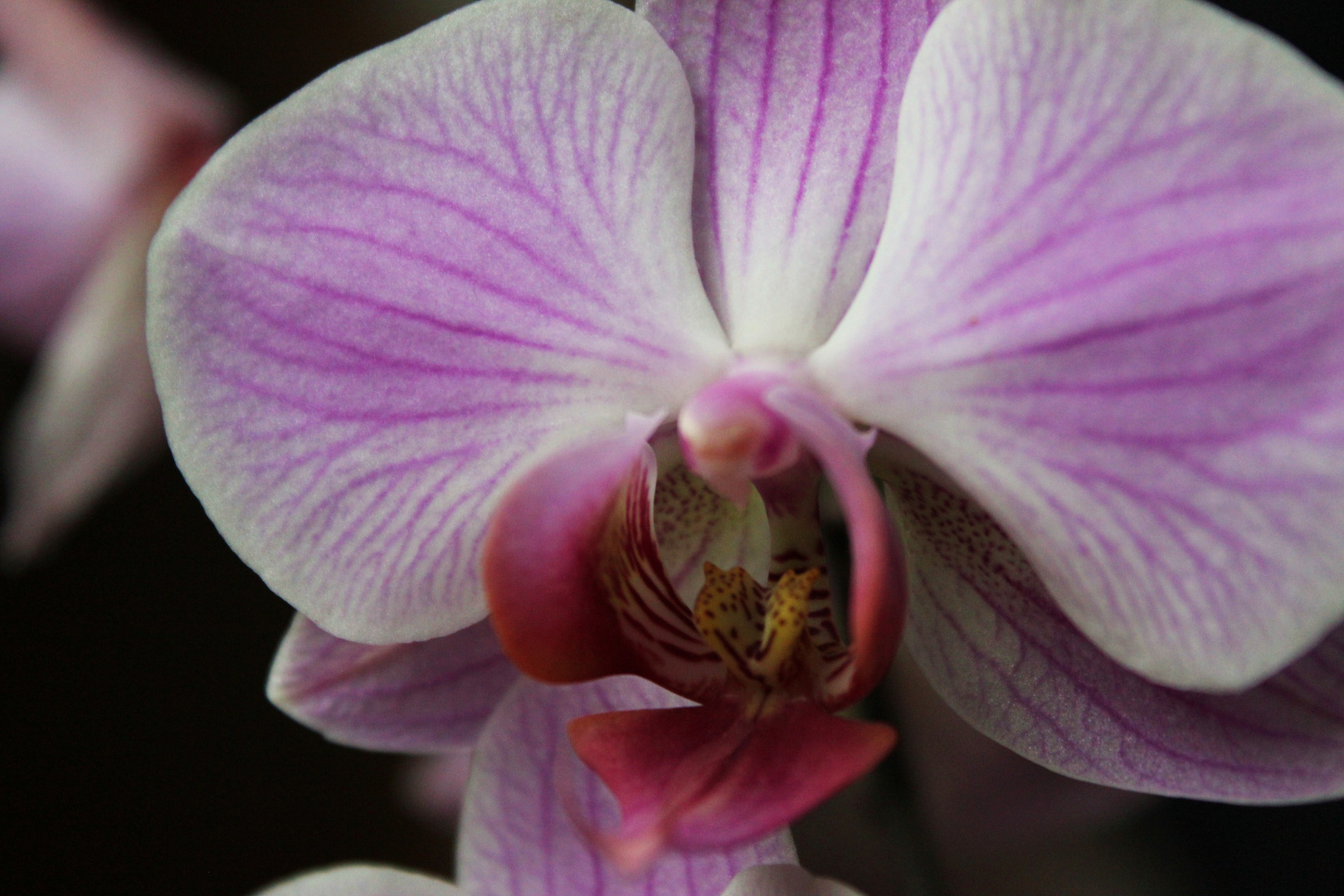 Orchidee