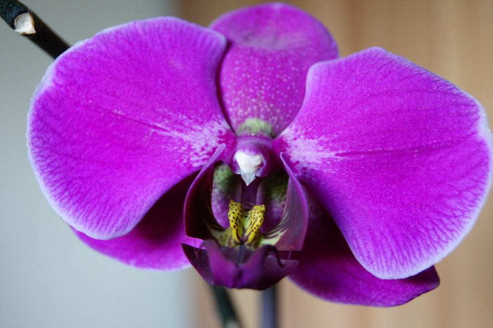 Orchidee