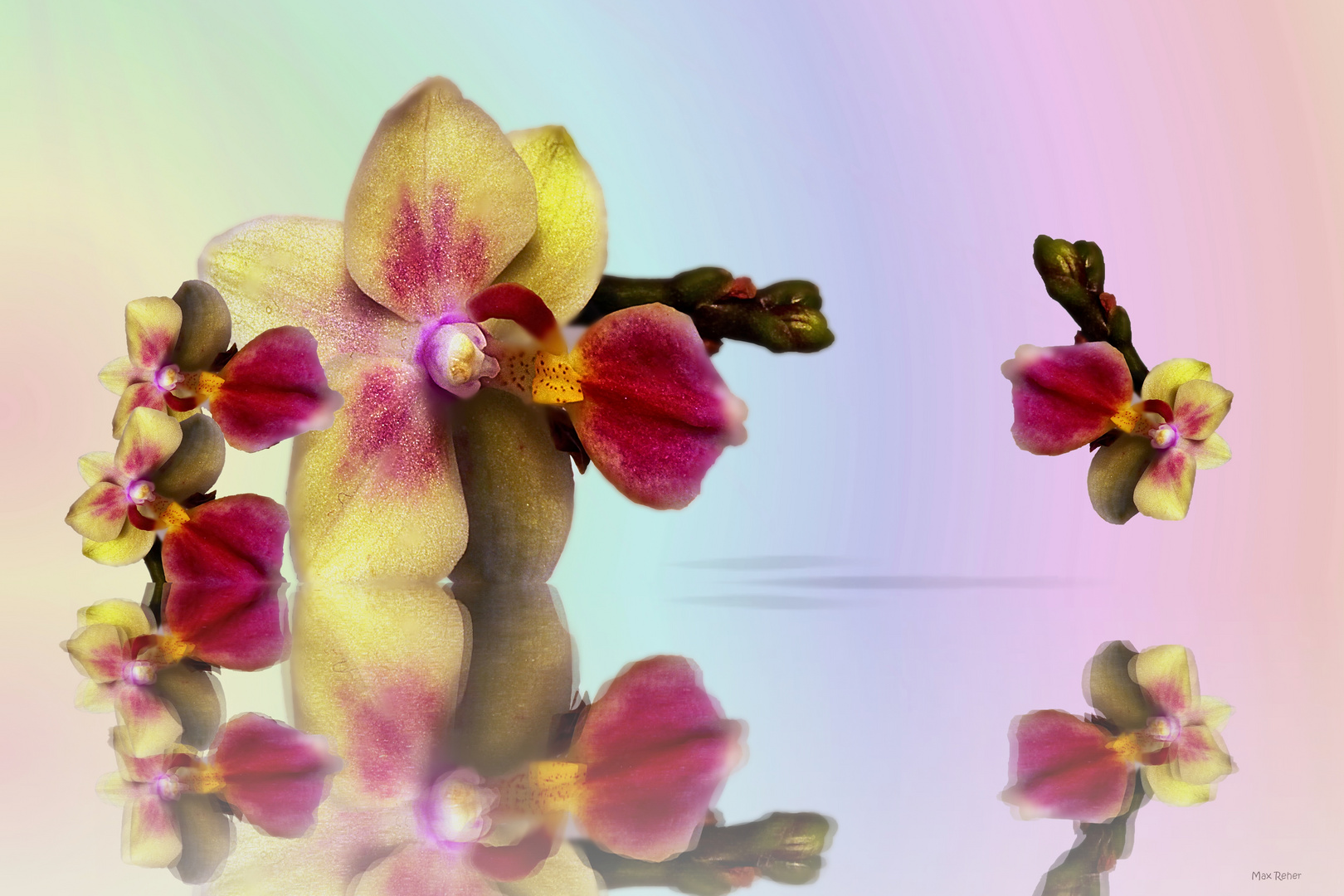 Orchidee