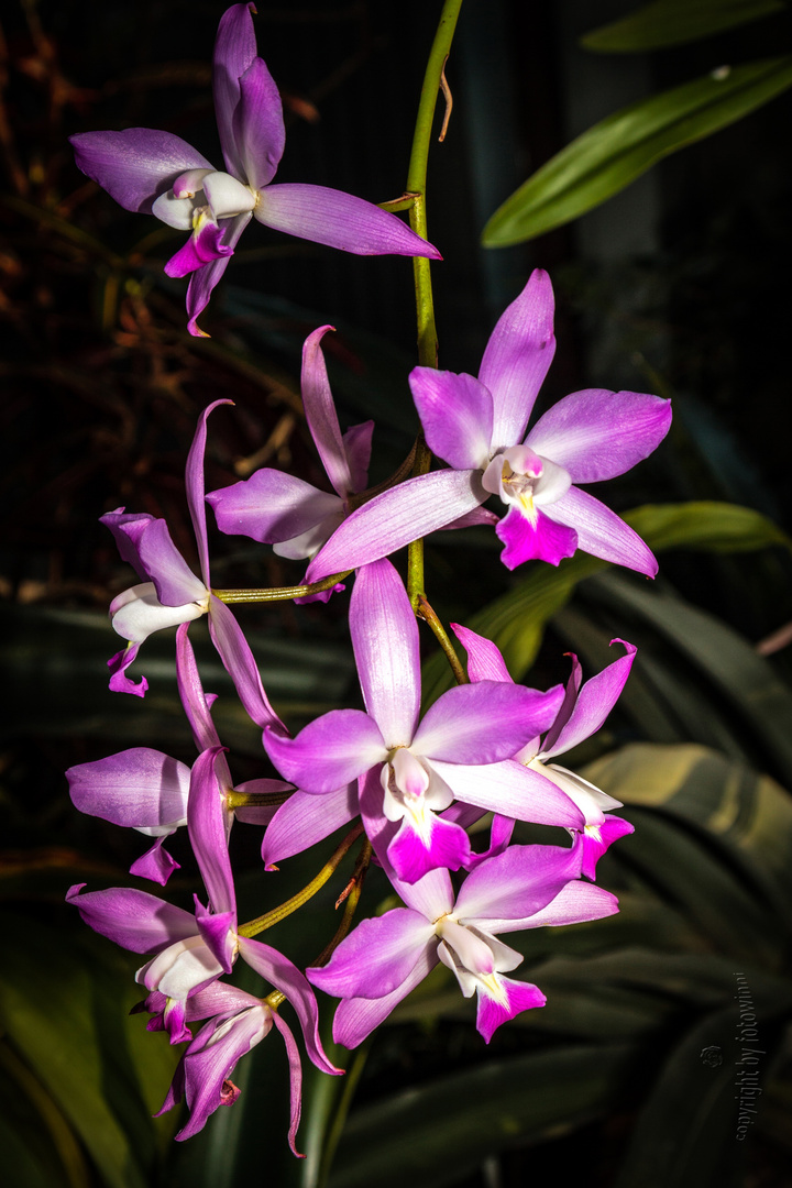 Orchidee 46