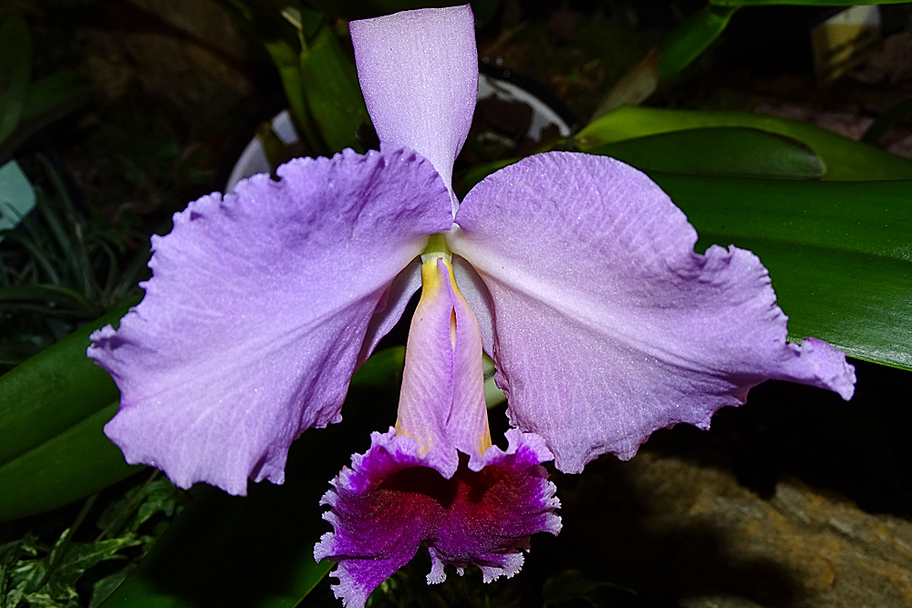 Orchidee-46