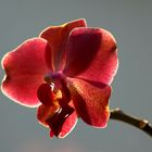 Orchidee