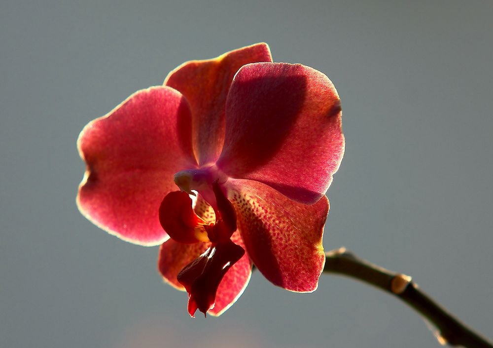 Orchidee