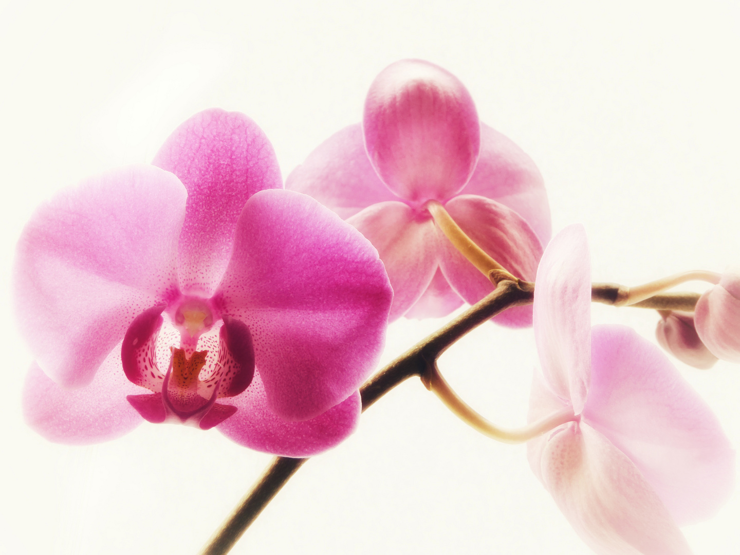 Orchidee