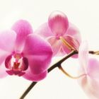 Orchidee