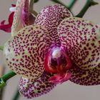 Orchidee 47