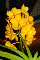 Orchidee-47