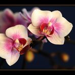 Orchidee