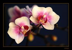 Orchidee