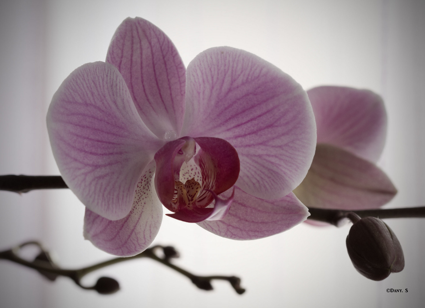 Orchidée