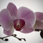 Orchidée